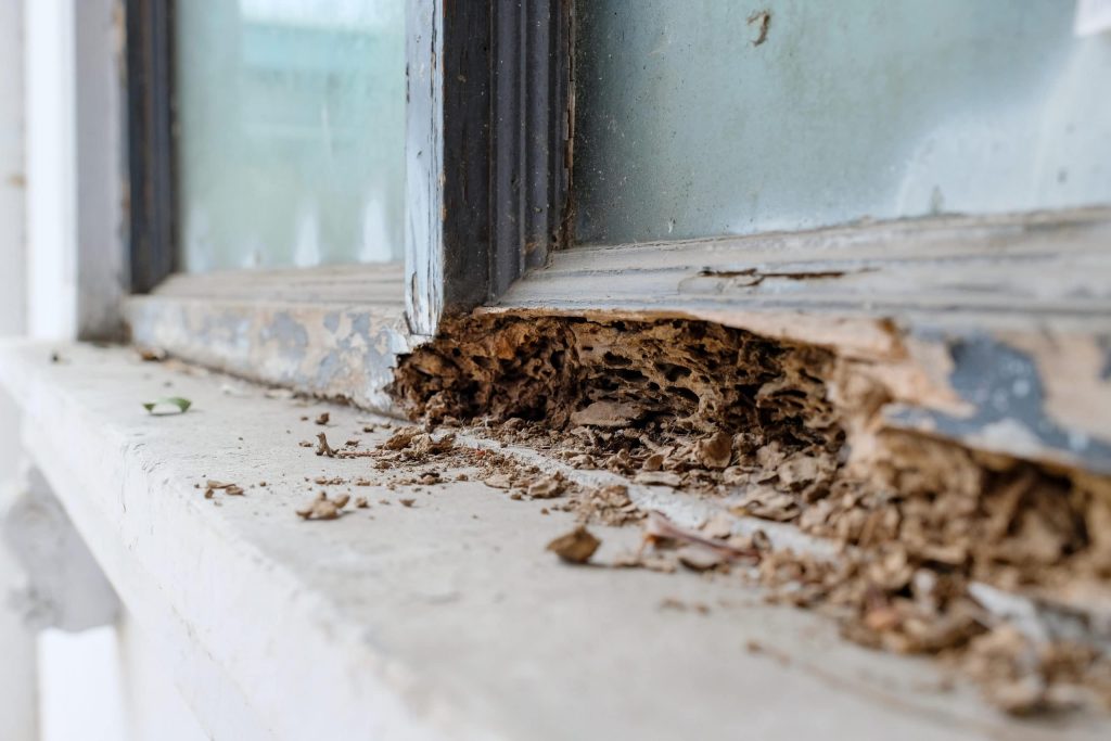 Selling a Home with Termite Infestation in Ellington, CT
