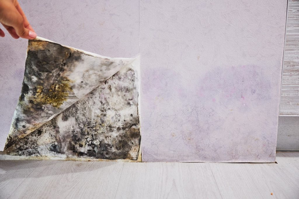 Sell a House with Mold Problems in Hartford CT